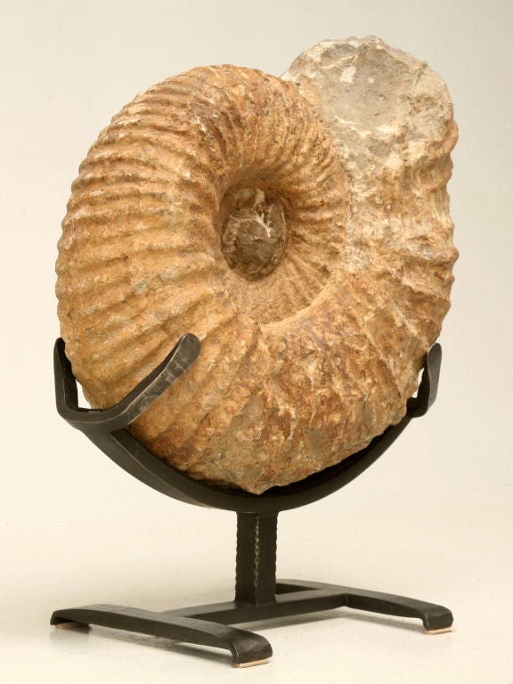 Large ammonite fossil, found on Coastal Sahara Desert in Morocco, is the result of concretion of the shell of a sea-dwelling creature that lived over 64 million years ago. Their spiral shape begot their name, as their fossilized shells somewhat