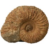 Large Ammonite Fossil over 64 Million Years Old
