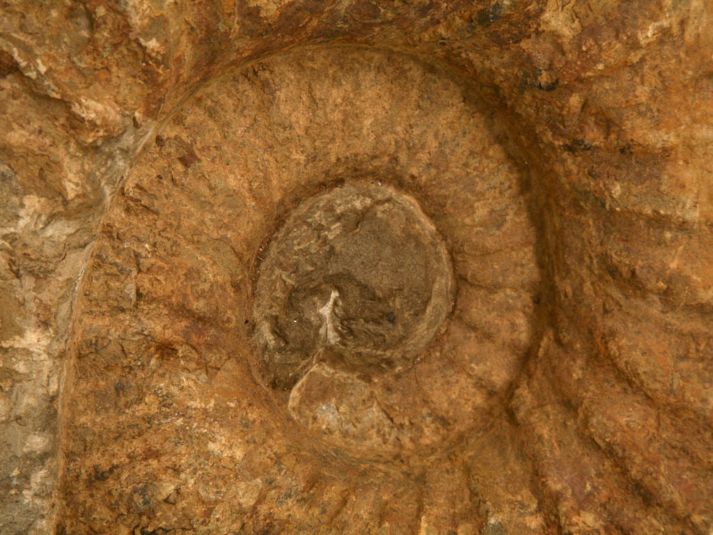 18th Century and Earlier Large Ammonite Fossil over 64 Million Years Old