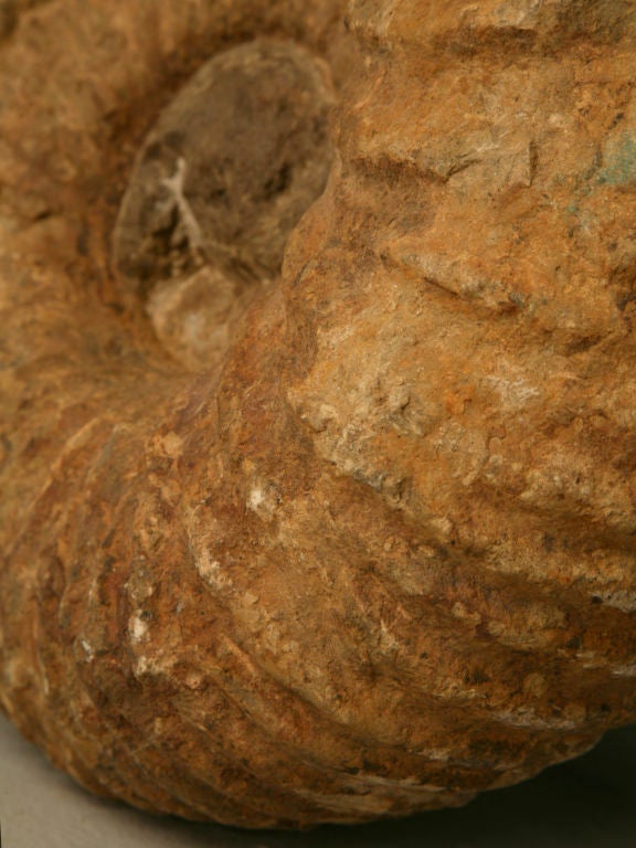 Large Ammonite Fossil over 64 Million Years Old 4