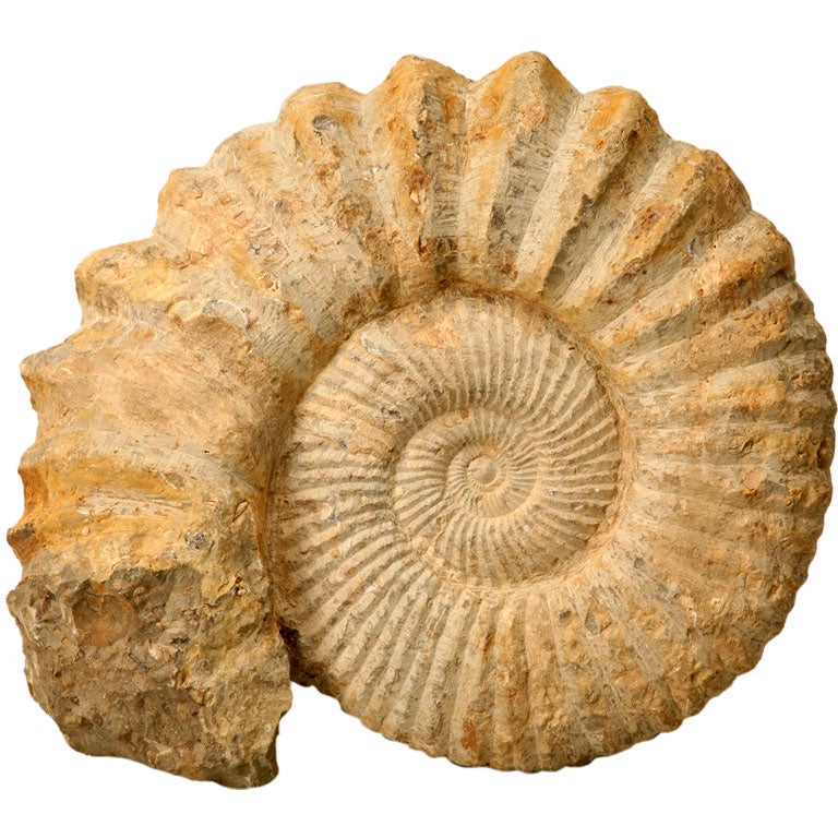 Large Ammonite Fossil over 64 Million Years Old