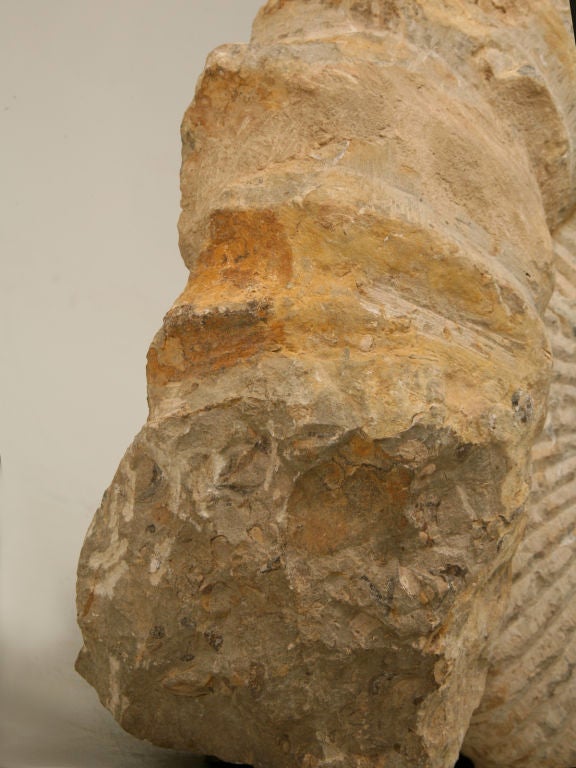Large Ammonite Fossil over 64 Million Years Old at 1stDibs