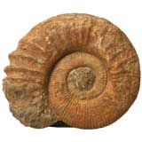 Large Ammonite Fossil over 64 Million Years Old