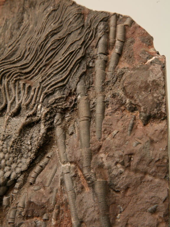 Moroccan Crinoid Plate Fossil 450-600 Million Years Old