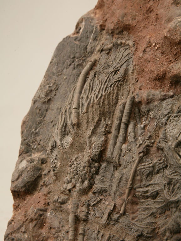 18th Century and Earlier Crinoid Plate Fossil 450-600 Million Years Old