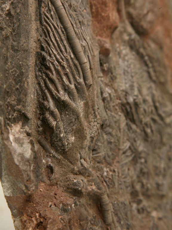 Crinoid Plate Fossil 450-600 Million Years Old 2