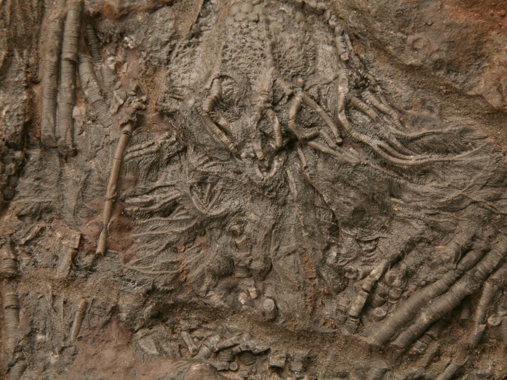 Crinoid Plate Fossil 450-600 Million Years Old 3