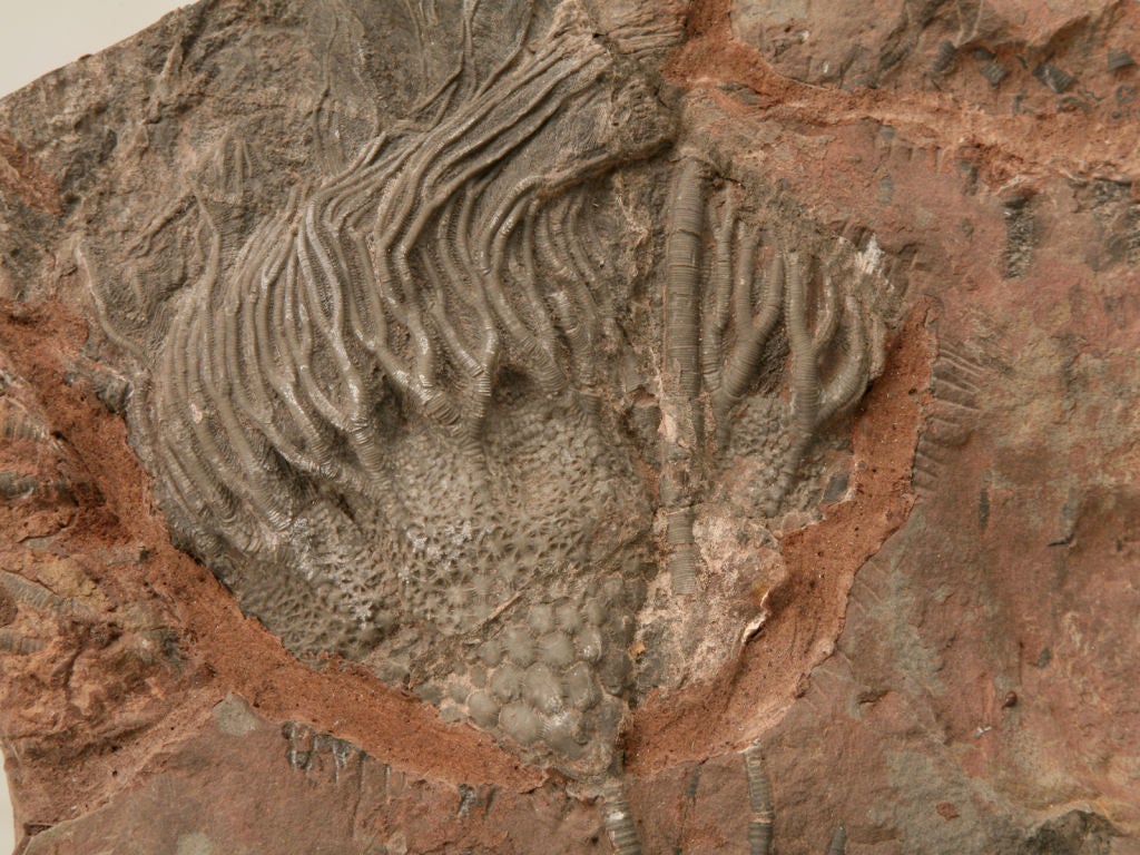 Crinoid Plate Fossil 450-600 Million Years Old