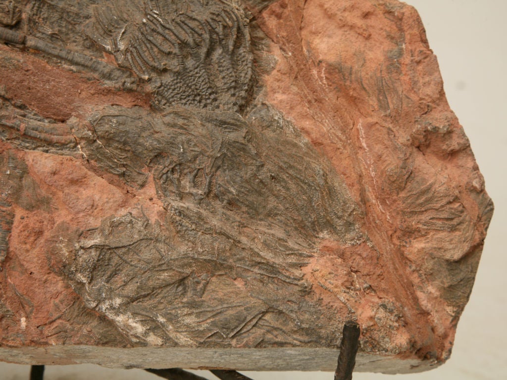 18th Century and Earlier Crinoid Plate Fossil 450-600 Million Years Old