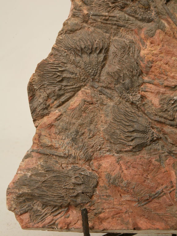 Crinoid Plate Fossil 450-600 Million Years Old 1