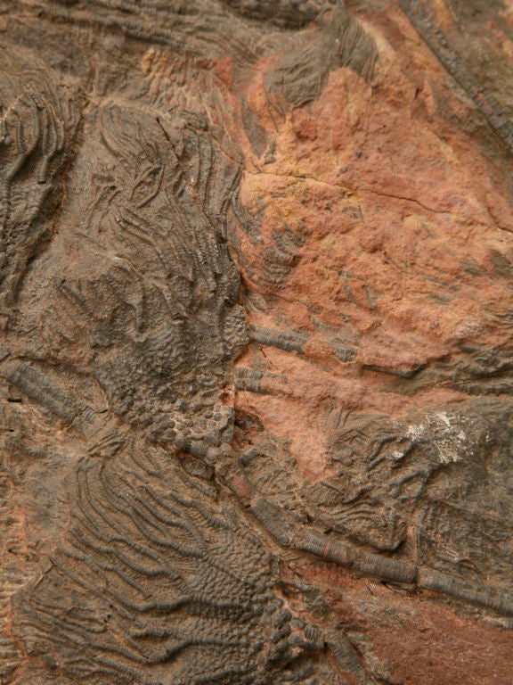 Crinoid Plate Fossil 450-600 Million Years Old 2