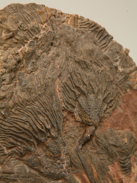 Crinoid Plate Fossil 450-600 Million Years Old 3
