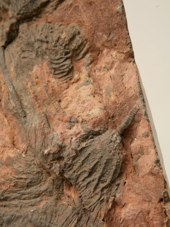 Crinoid Plate Fossil 450-600 Million Years Old 4