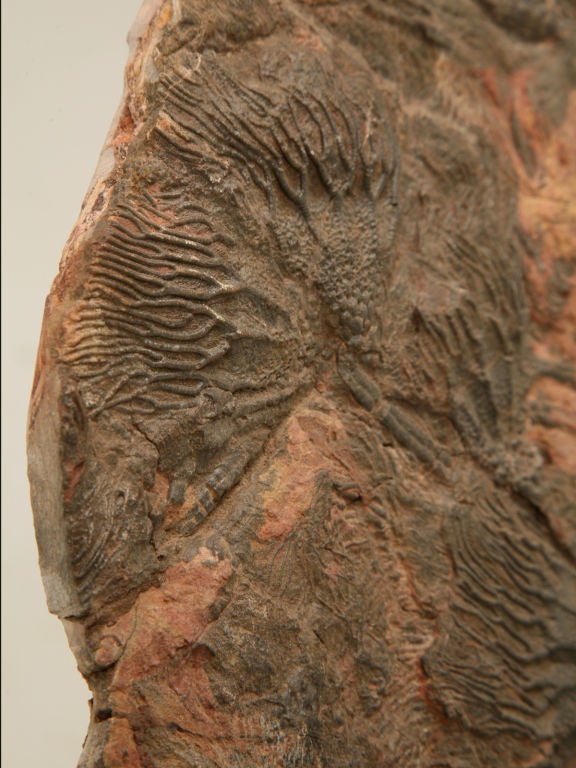 Crinoid Plate Fossil 450-600 Million Years Old 5