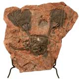 Fossile de plaque de crinoïde vieux de 450 à 600 millions d'années