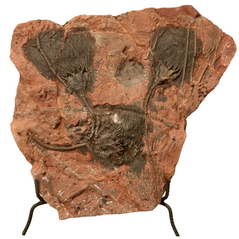 Crinoid Plate Fossil 450-600 Million Years Old