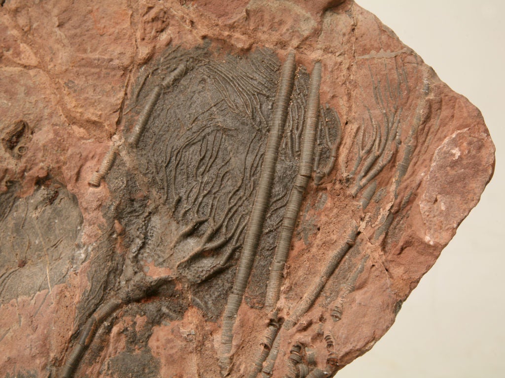 Crinoids are unusually beautiful and graceful members of the phylum Echinodermata. This is the phylum that brings you starfish, sea urchins, and sand dollars. The crinoids are a breed apart however, they resemble an underwater flower. Some even have