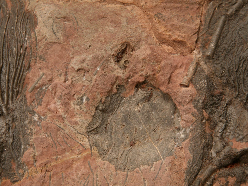 Moroccan Crinoid Plate Fossil 450-600 Million Years Old