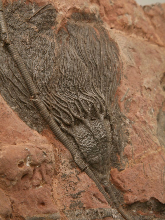 18th Century and Earlier Crinoid Plate Fossil 450-600 Million Years Old