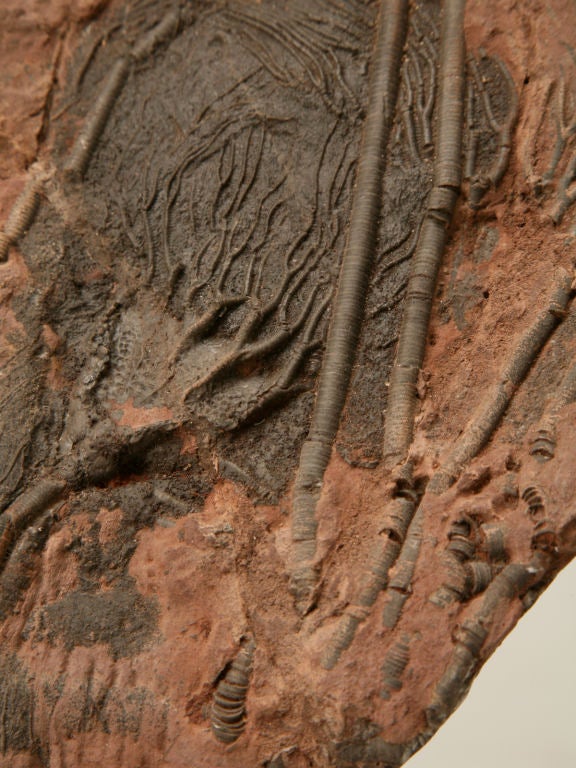 Crinoid Plate Fossil 450-600 Million Years Old 6