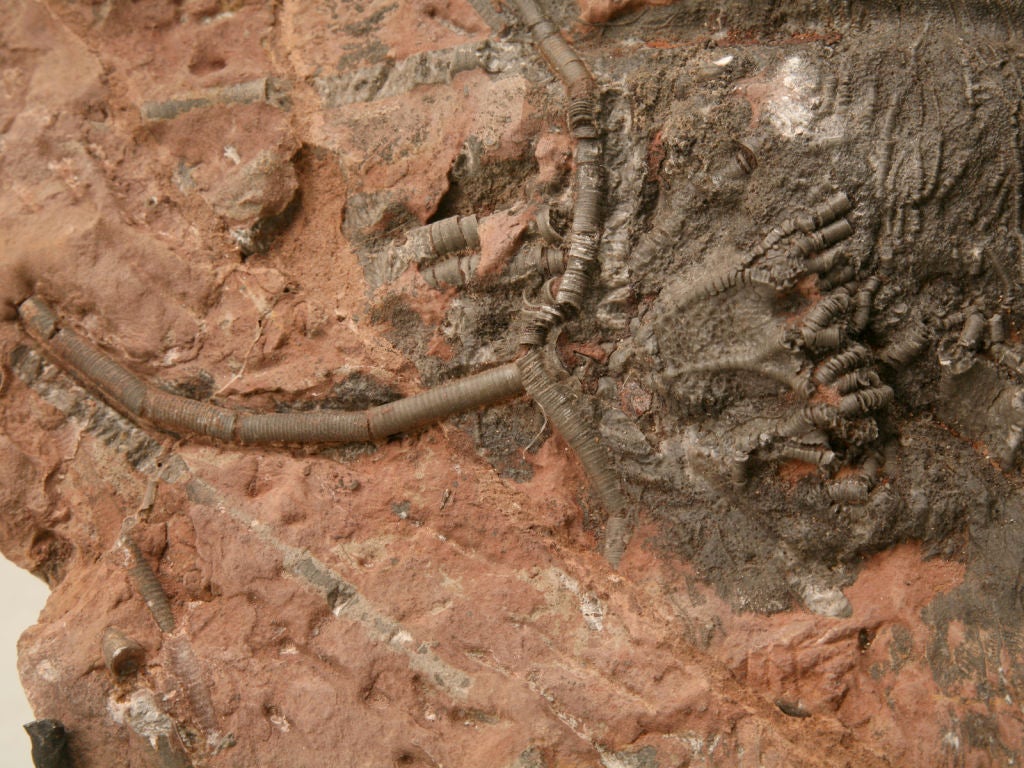 Crinoid Plate Fossil 450-600 Million Years Old 2