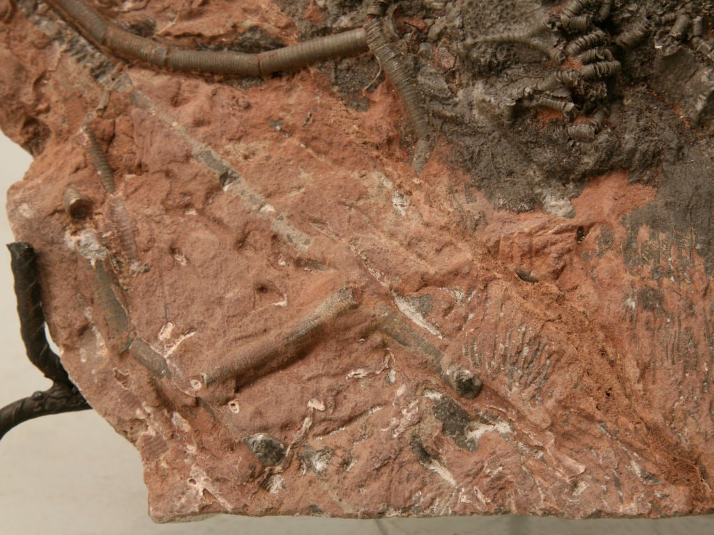 Crinoid Plate Fossil 450-600 Million Years Old 3