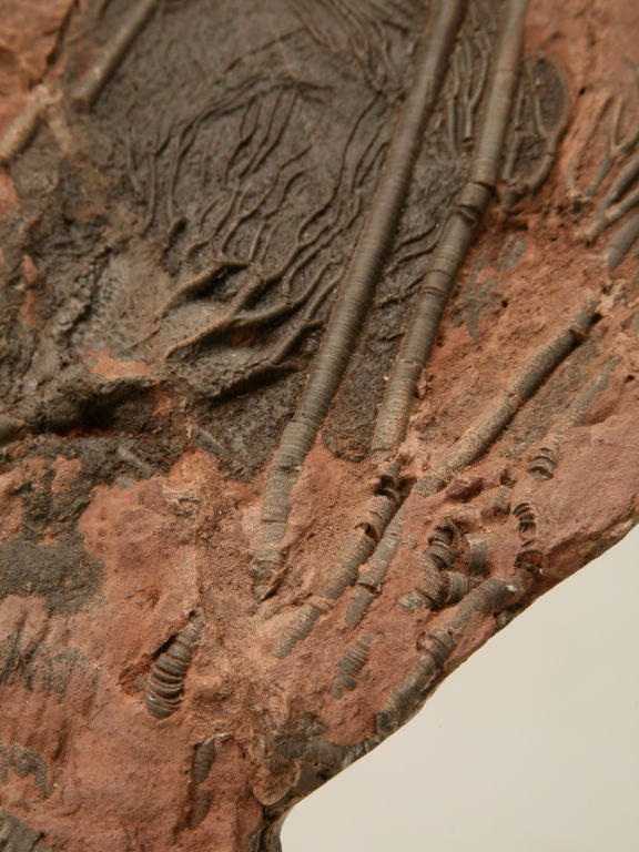 Crinoid Plate Fossil 450-600 Million Years Old 4