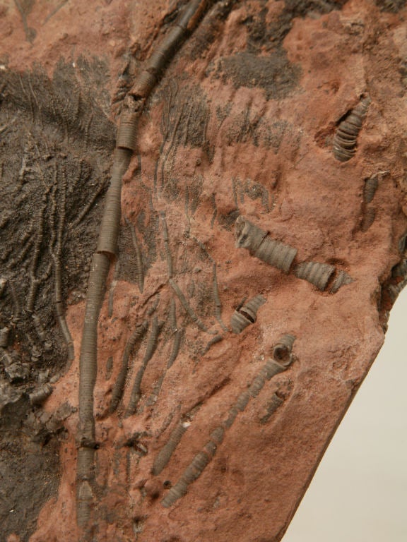 Crinoid Plate Fossil 450-600 Million Years Old 5