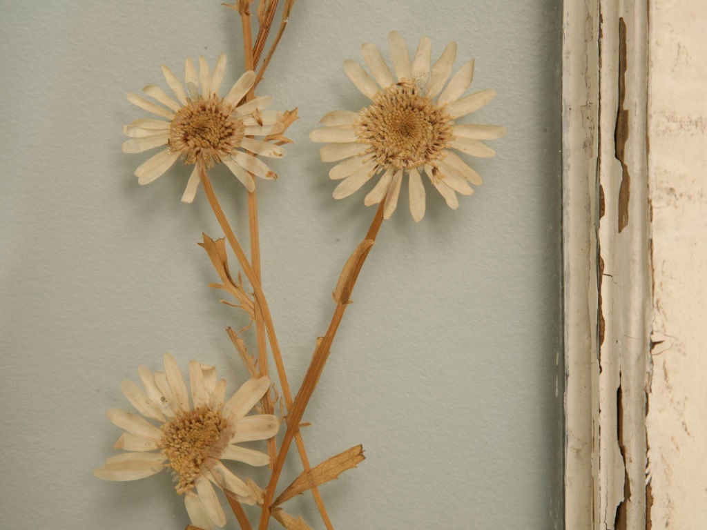 20th Century c.1910 Stained Glass Window w/ Pressed Flowers