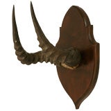 Vintage Hartebeest Horn Hunting Trophy
