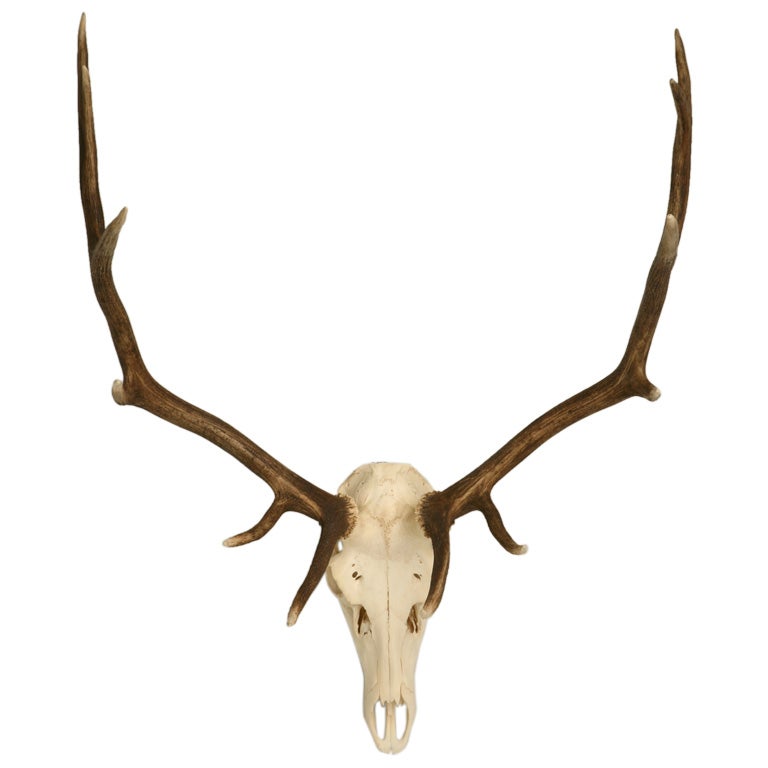 Large Elk Rack American Elk Rack at 1stDibs