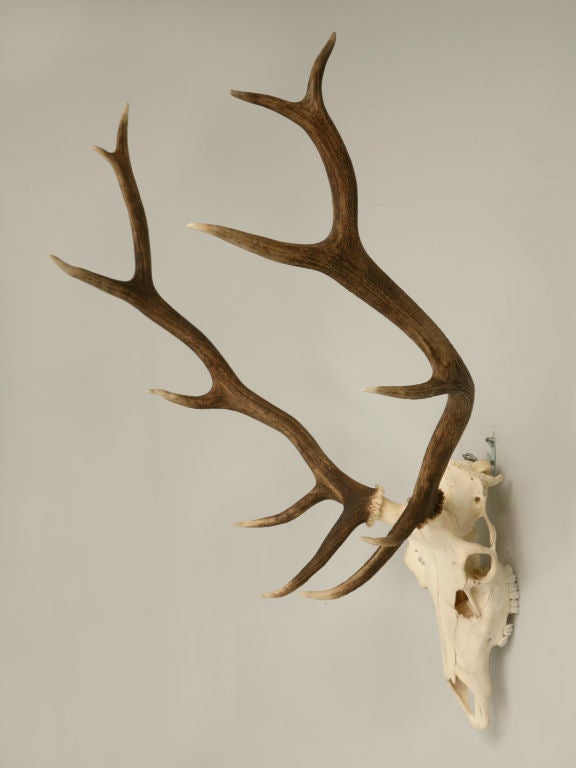 American Elk Rack