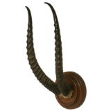 Gazelle Horn Trophy