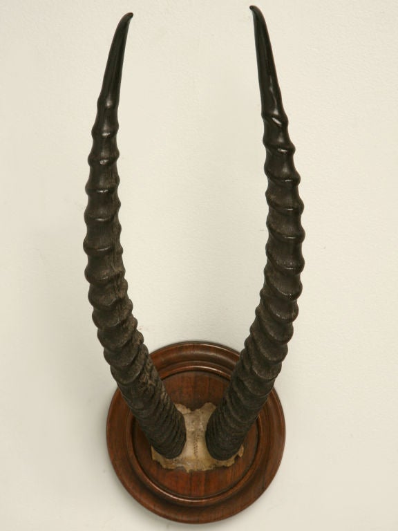 Gazelle Horn Trophy
