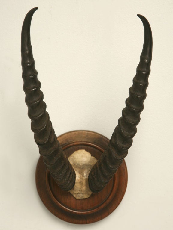 Gazelle Horn Hunting Trophy