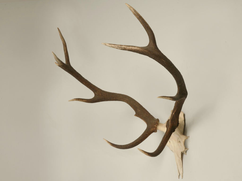 Antlers on partial skull.