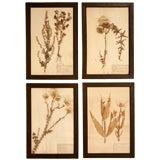 c.1890 French Framed Botanicals Set