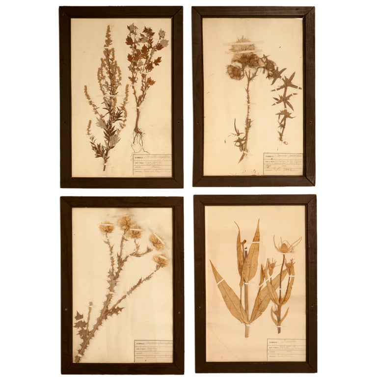 c.1890 French Framed Botanicals Set