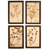 c.1890 French Framed Botanicals Set