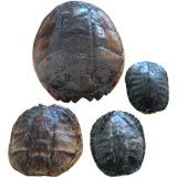 Group of Four Vintage Tortoise Shells
