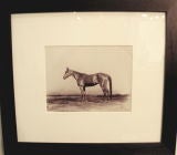 Vintage HORSE PHOTOGRAPH BY SCHREIBER