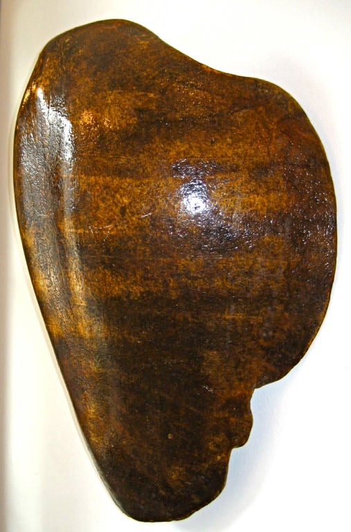 Large Turtle Shell For Sale at 1stDibs