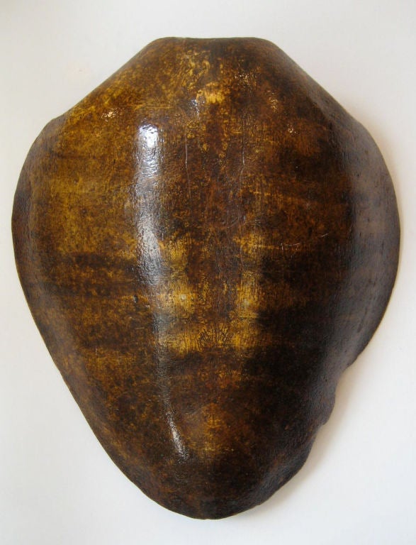 Large Turtle Shell For Sale at 1stDibs