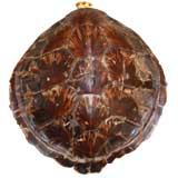 African Tortoise Shell