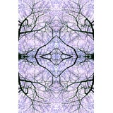 Cherry Composites 8