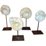 COLLECTION OF 4 AMMONITES