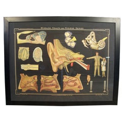 Winslow Health and Hygiene Series Medizinische Wandtafel „The Ear““