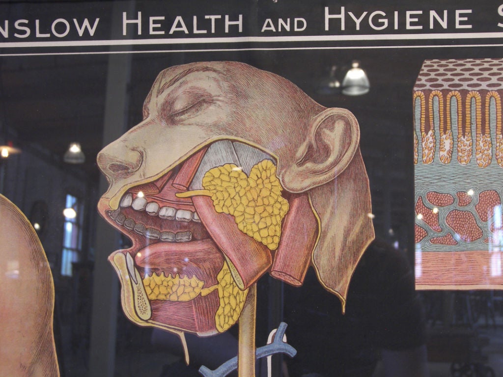 American Winslow Health & Hygiene Series Medical Chart