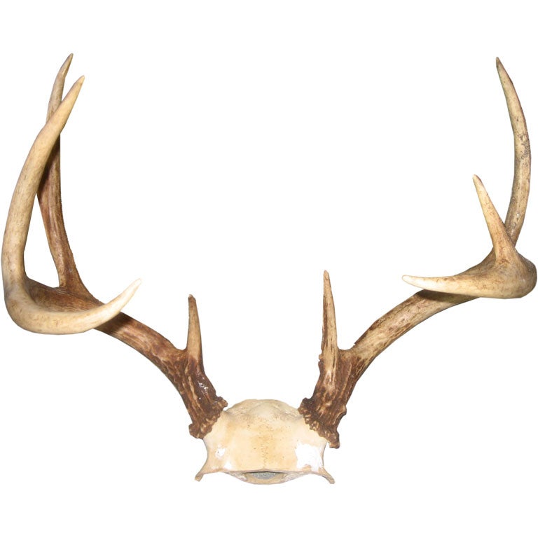 Antlers For Sale