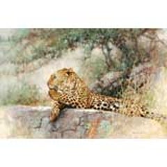“Cheetah” by Eric Forlee 6